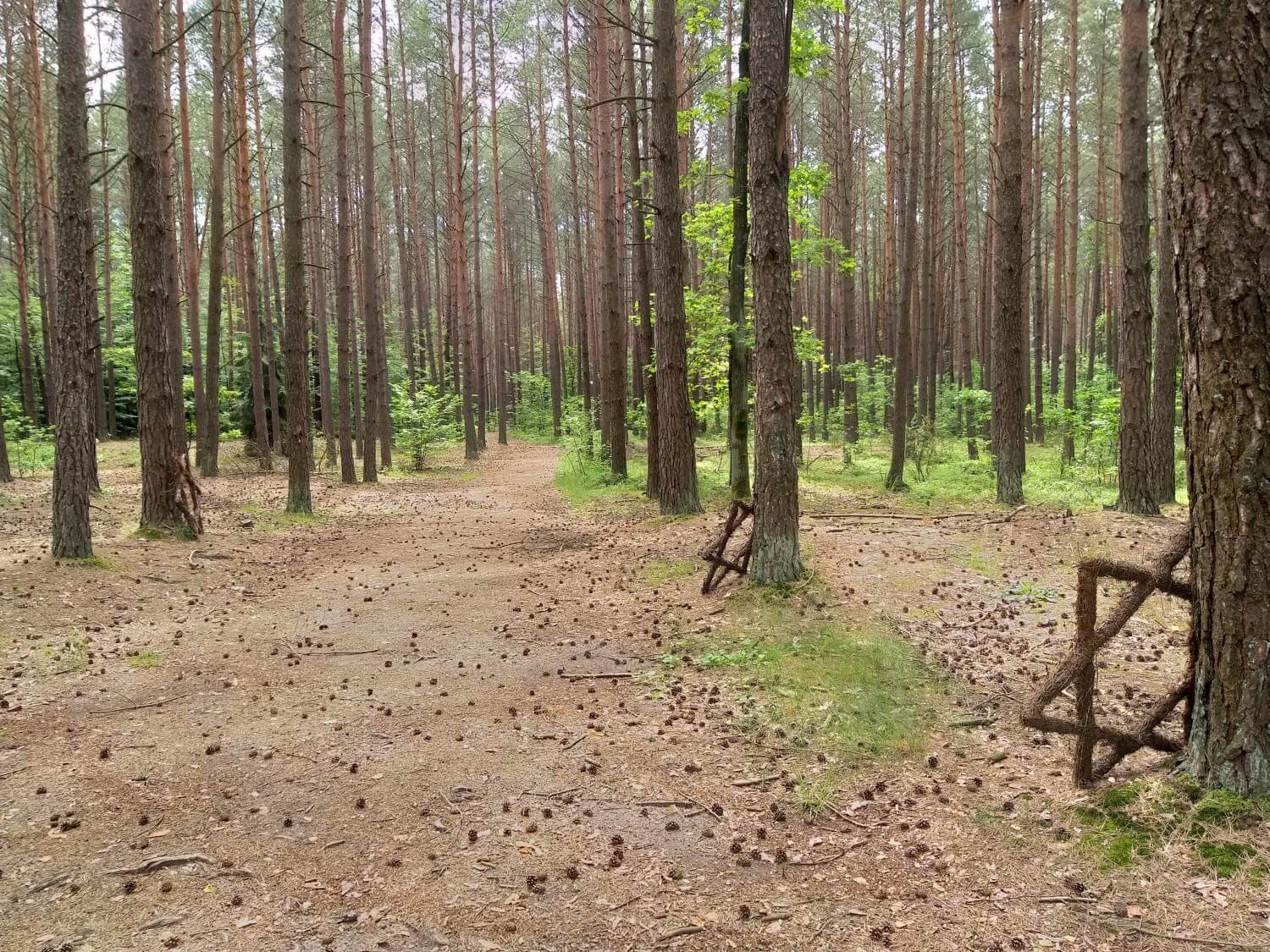 Łopuchowski las